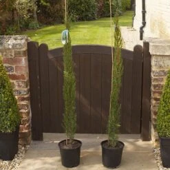 Pair Of Italian Cypress Trees -Yougarden Shop 510471 6