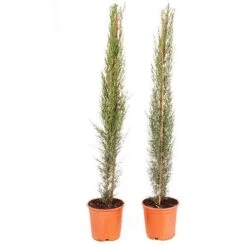 Pair Of Italian Cypress Trees -Yougarden Shop 510471 7