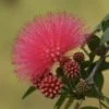 'Dixie Pink' Powder Puff Tree -Yougarden Shop 510508