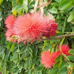 'Dixie Pink' Powder Puff Tree -Yougarden Shop 510508 2