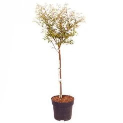 'Dixie Pink' Powder Puff Tree -Yougarden Shop 510508 3