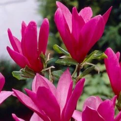 Magnolia 'Susan' Standard Shrub