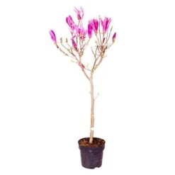 Magnolia 'Susan' Standard Shrub -Yougarden Shop 510509 2
