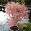 Acer Palmatum 'Taylor' 1 Acer Palmatum 'Taylor' -Yougarden Shop 510524
