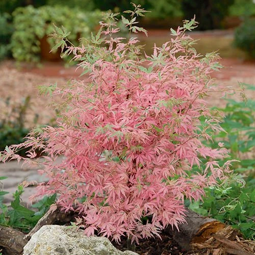 Acer Palmatum 'Taylor' 4 Acer Palmatum 'Taylor' - Image 2