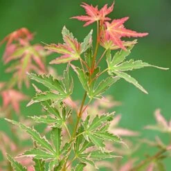 Acer Palmatum 'Taylor' 13 Acer Palmatum 'Taylor' -Yougarden Shop 510524 2
