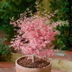 Acer Palmatum 'Taylor' 14 Acer Palmatum 'Taylor' -Yougarden Shop 510524 3