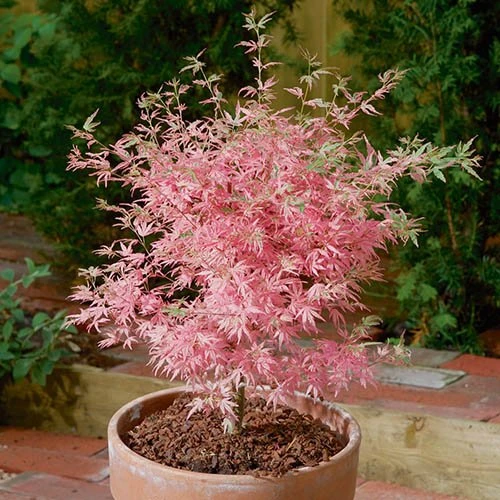Acer Palmatum 'Taylor' 6 Acer Palmatum 'Taylor' - Image 4