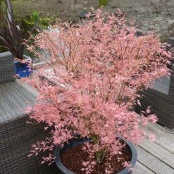 Acer Palmatum 'Taylor' 15 Acer Palmatum 'Taylor' -Yougarden Shop 510524 4