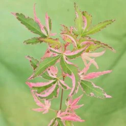 Acer Palmatum 'Taylor' 16 Acer Palmatum 'Taylor' -Yougarden Shop 510524 5