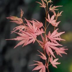 Acer Palmatum 'Taylor' 17 Acer Palmatum 'Taylor' -Yougarden Shop 510524 6