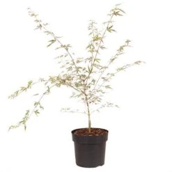 Acer Palmatum 'Taylor' 18 Acer Palmatum 'Taylor' -Yougarden Shop 510524 7