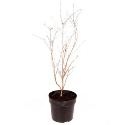 Acer Palmatum 'Taylor' 19 Acer Palmatum 'Taylor' -Yougarden Shop 510524 8