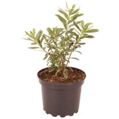 Daphne 'Eternal Fragrance' 7 Daphne 'Eternal Fragrance' -Yougarden Shop 510531 2