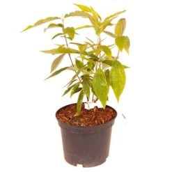 Chimonanthus Praecox - Wintersweet -Yougarden Shop 510536 2