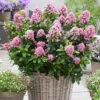 Escallonia 'Pink Elle' -Yougarden Shop 510545