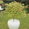 Acer Shirasawanum 'Moonrise' -Yougarden Shop 510558