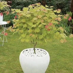 Acer Shirasawanum 'Moonrise'