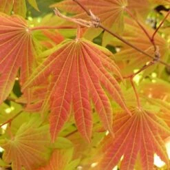 Acer Shirasawanum 'Moonrise' -Yougarden Shop 510558 2