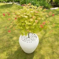 Acer Shirasawanum 'Moonrise' -Yougarden Shop 510558 4