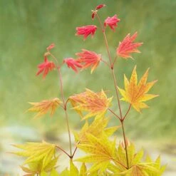 Acer Shirasawanum 'Moonrise' -Yougarden Shop 510558 6