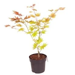 Acer Shirasawanum 'Moonrise' -Yougarden Shop 510558 7