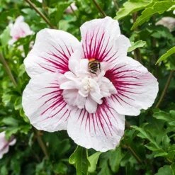Hibiscus Syriacus Starburst Chiffon