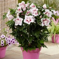 Hibiscus Syriacus Starburst Chiffon -Yougarden Shop 510578 2