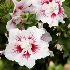 Hibiscus Syriacus Starburst Chiffon -Yougarden Shop 510578 3