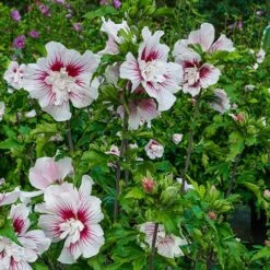 Hibiscus Syriacus Starburst Chiffon -Yougarden Shop 510578 4