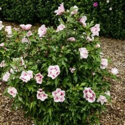 Hibiscus Syriacus Starburst Chiffon -Yougarden Shop 510578 5