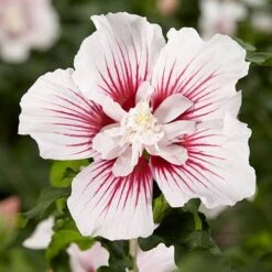 Hibiscus Syriacus Starburst Chiffon -Yougarden Shop 510578 6