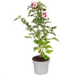 Hibiscus Syriacus Starburst Chiffon -Yougarden Shop 510578 7