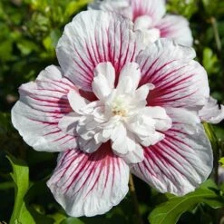 Hibiscus Syriacus Starburst Chiffon -Yougarden Shop 510578 8