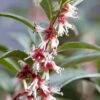 Sarcococca Hookeriana 'Winter Gem' -Yougarden Shop 510579