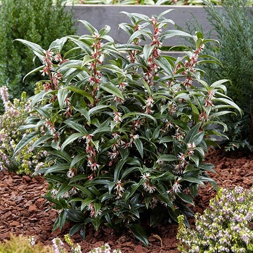 Sarcococca Hookeriana 'Winter Gem' 5 Sarcococca Hookeriana 'Winter Gem' - Image 3