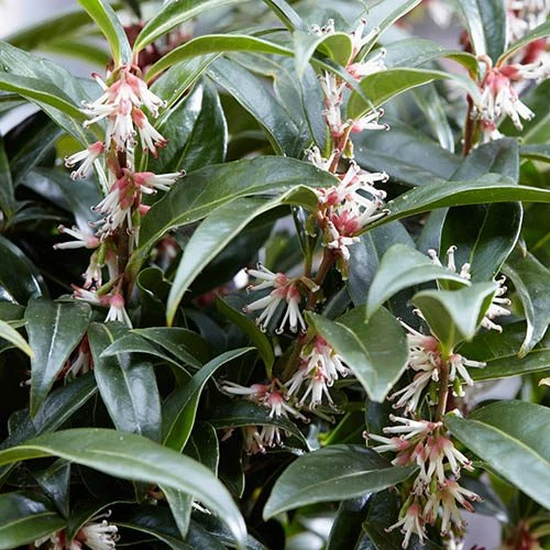 Sarcococca Hookeriana 'Winter Gem' 7 Sarcococca Hookeriana 'Winter Gem' - Image 5