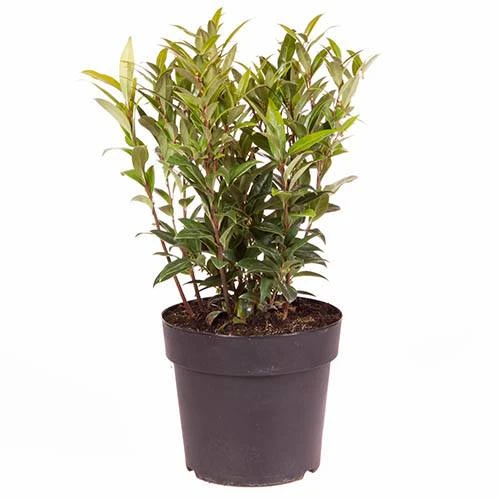 Sarcococca Hookeriana 'Winter Gem' 8 Sarcococca Hookeriana 'Winter Gem' - Image 6