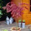 Acer Palmatum 'Inaba-shidare' Standard -Yougarden Shop 510600