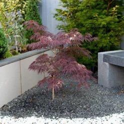 Acer Palmatum 'Inaba-shidare' Standard -Yougarden Shop 510600 2