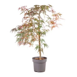 Acer Palmatum 'Inaba-shidare' Standard -Yougarden Shop 510600 3
