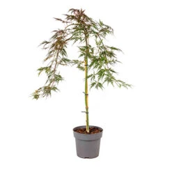 Acer Palmatum 'Inaba-shidare' Standard -Yougarden Shop 510600 4