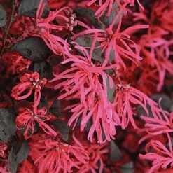 Loropetalum 'Black Pearl' -Yougarden Shop 510604 2