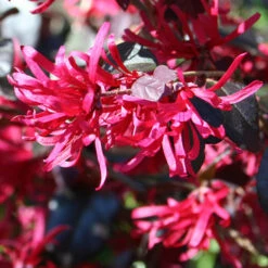 Loropetalum 'Black Pearl' -Yougarden Shop 510604 3