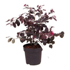 Loropetalum 'Black Pearl' -Yougarden Shop 510604 4