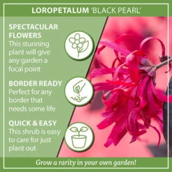 Loropetalum 'Black Pearl' -Yougarden Shop 510604 5