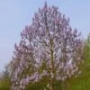 Paulownia Fortunei Fast Blue (R) 'Minfast' -Yougarden Shop 510620