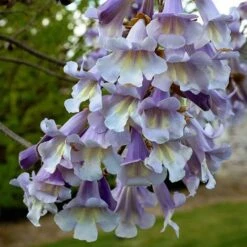 Paulownia Fortunei Fast Blue (R) 'Minfast' -Yougarden Shop 510620 1