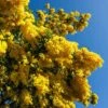 Flowering Mimosa Bush -Yougarden Shop 510634