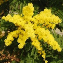 Flowering Mimosa Bush -Yougarden Shop 510634 2